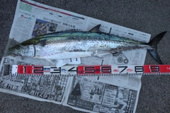 サワラの釣果