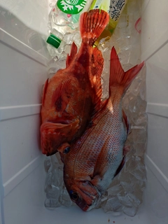 マダイの釣果