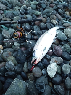 サクラマスの釣果