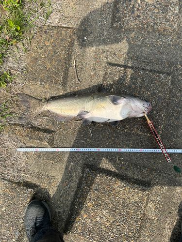 ナマズの釣果