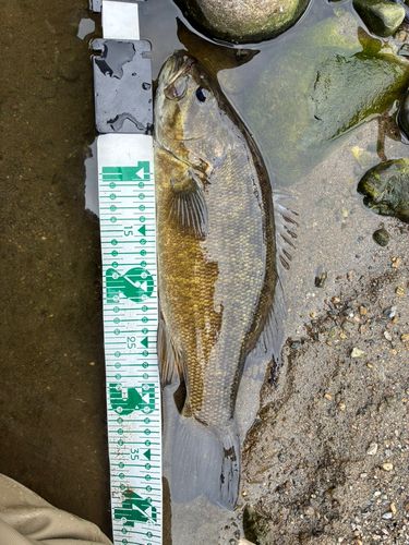 スモールマウスバスの釣果