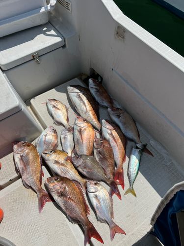 マダイの釣果