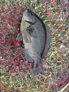 メジナの釣果