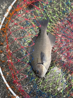 メジナの釣果