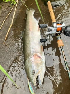 ニジマスの釣果