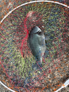 メジナの釣果