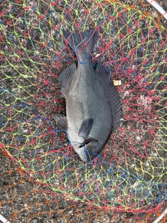 メジナの釣果
