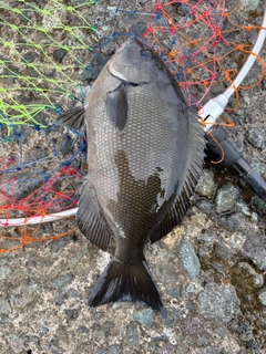 メジナの釣果