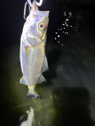 セイゴ（マルスズキ）の釣果