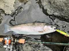 ニジマスの釣果