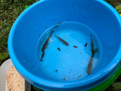 アブラハヤの釣果