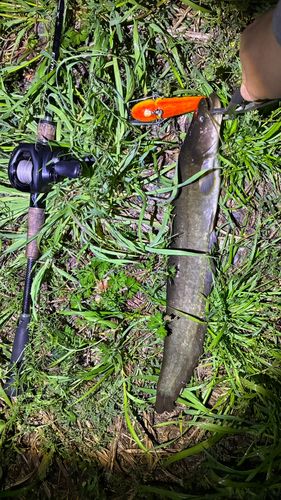 マナマズの釣果