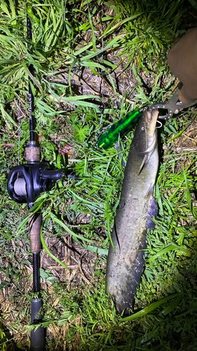 マナマズの釣果