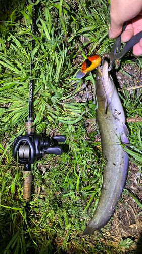 マナマズの釣果