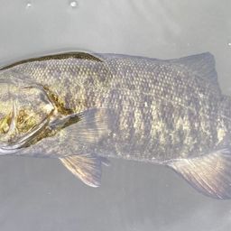 スモールマウスバス