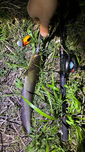 マナマズの釣果