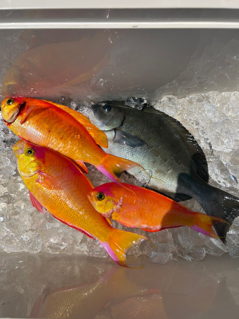 Kevin.Nさんの釣果 1枚目の画像