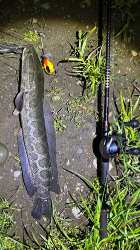 マナマズの釣果