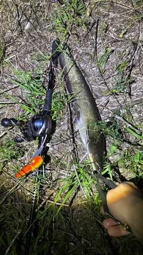 マナマズの釣果