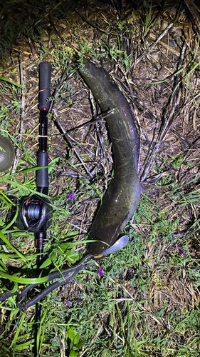 マナマズの釣果