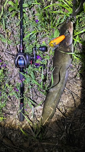 マナマズの釣果