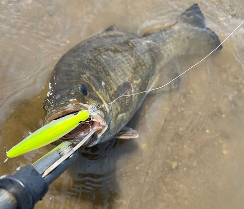 スモールマウスバスの釣果