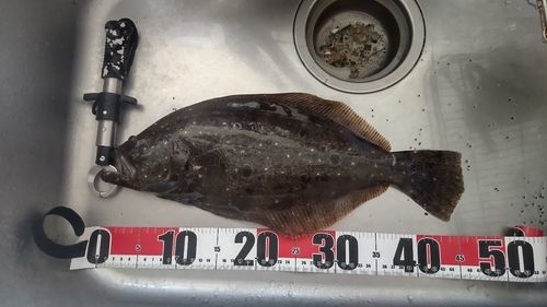 ヒラメの釣果