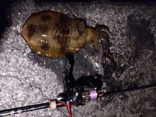 アオリイカの釣果