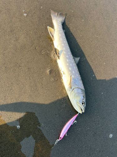 アメマスの釣果