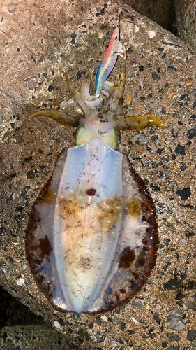 アオリイカの釣果