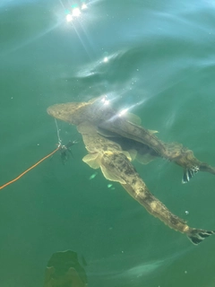 マゴチの釣果