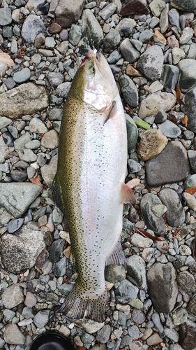 ニジマスの釣果