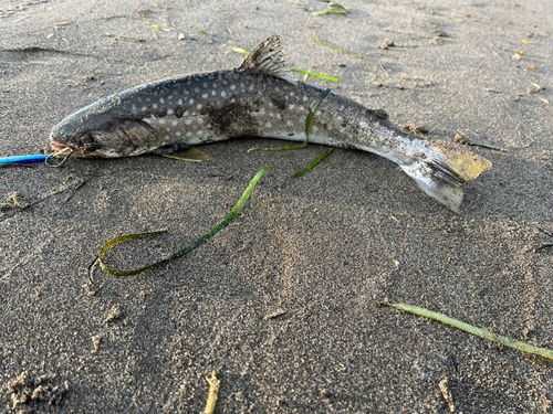 アメマスの釣果