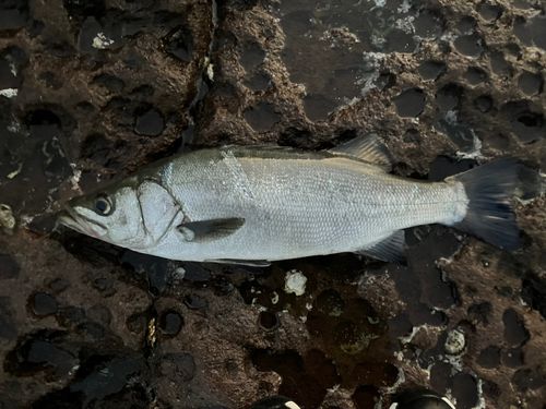 ヒラスズキの釣果