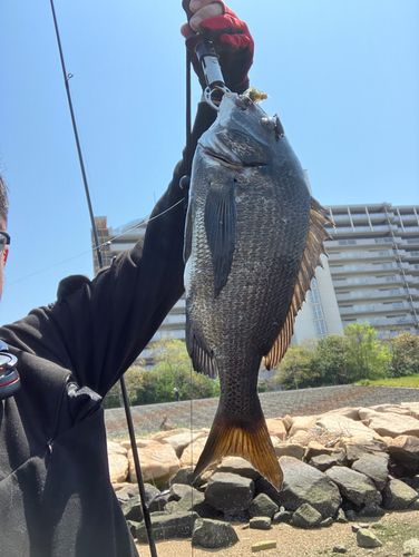 チヌの釣果