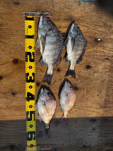 クロダイの釣果