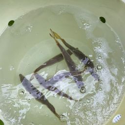 アジ