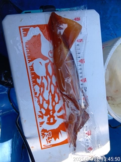スルメイカの釣果