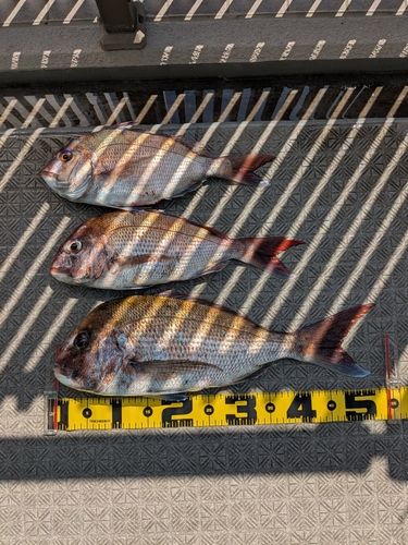 タイの釣果