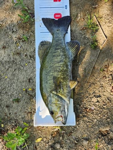 スモールマウスバスの釣果