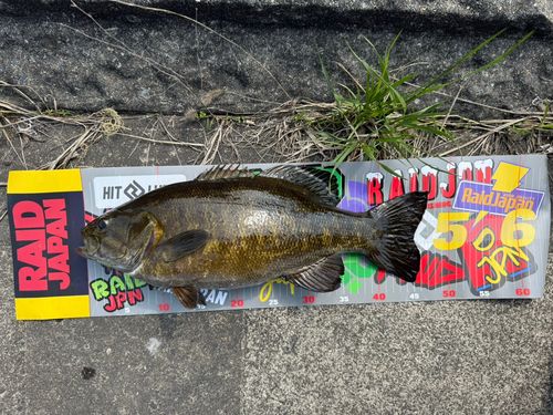 スモールマウスバスの釣果