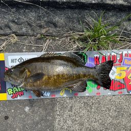 スモールマウスバス