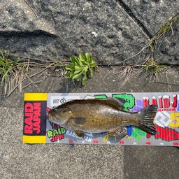 スモールマウスバス