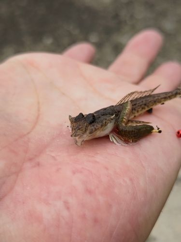ネズミゴチの釣果