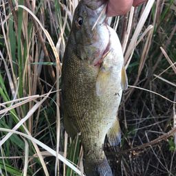 スモールマウスバス