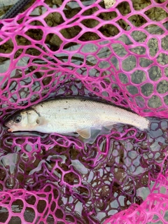 ウグイの釣果