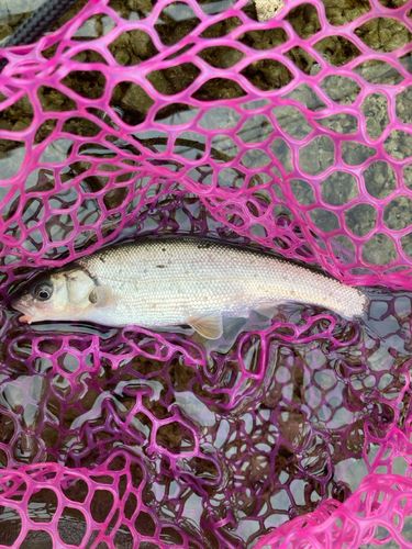 ウグイの釣果