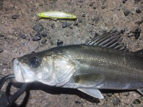 シーバスの釣果