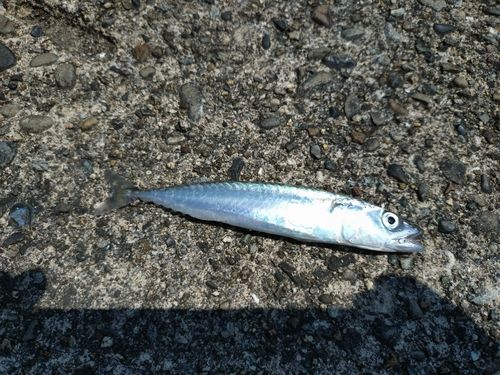 サバの釣果