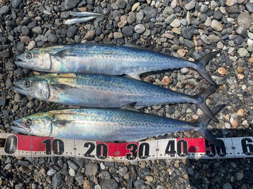 サゴシの釣果